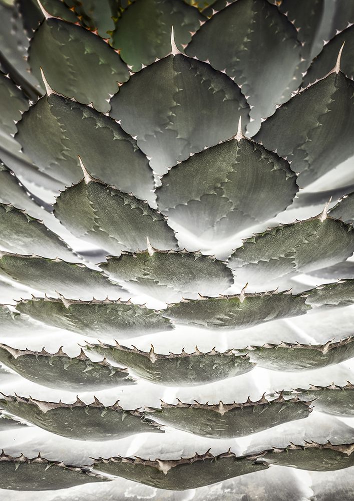 Agave Layers art print by Shot by Clint for $57.95 CAD