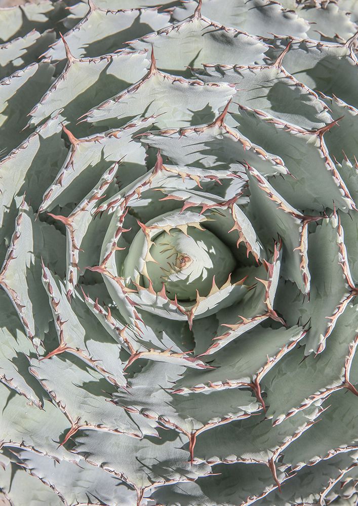 Agave art print by Shot by Clint for $57.95 CAD
