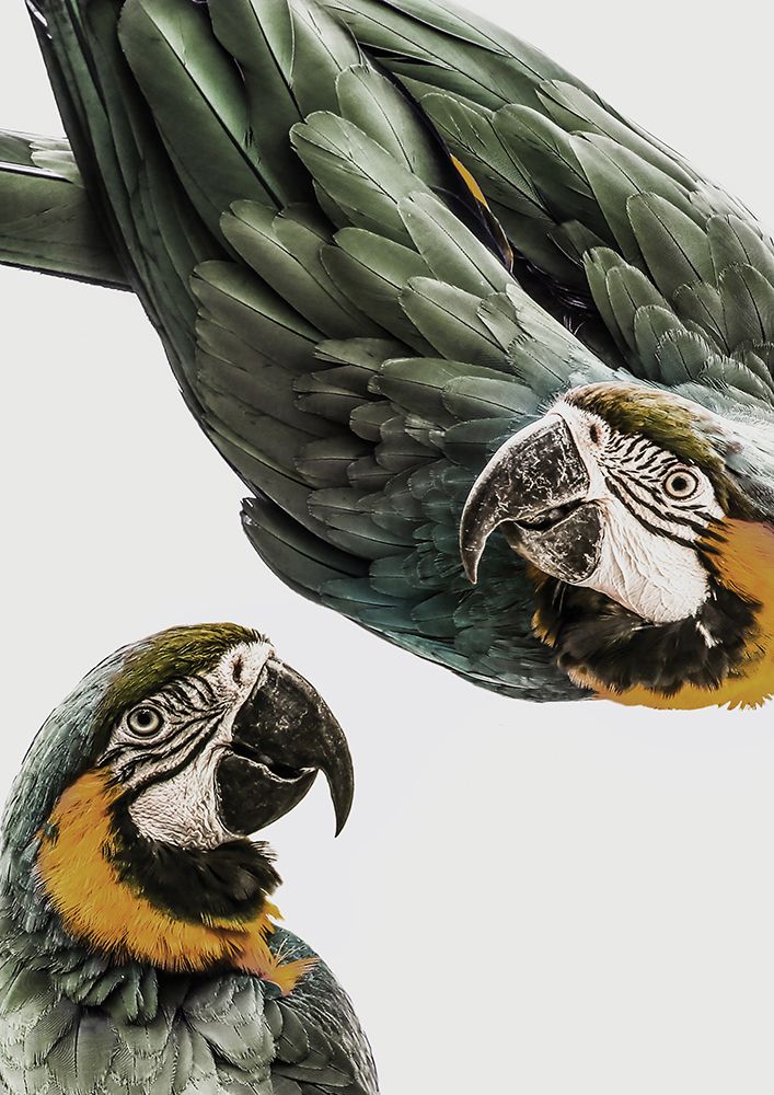 Amazonia art print by Shot by Clint for $57.95 CAD