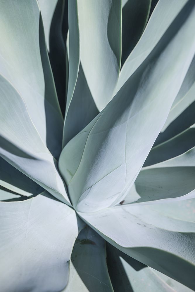 Aqua Cactus art print by Shot by Clint for $57.95 CAD