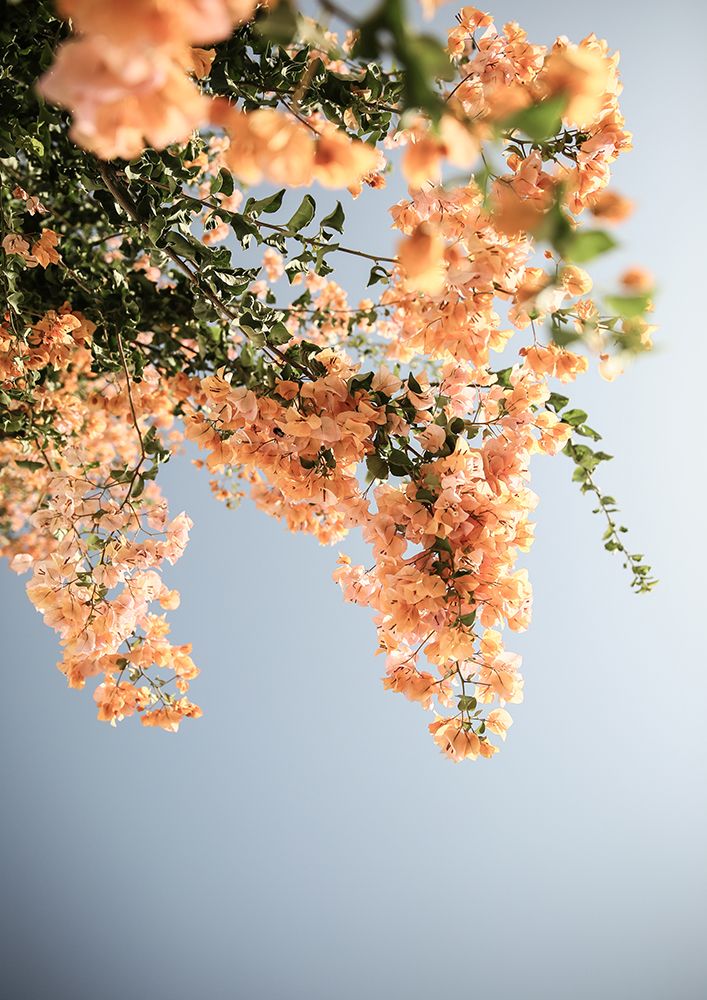Assos Blooms art print by Shot by Clint for $57.95 CAD