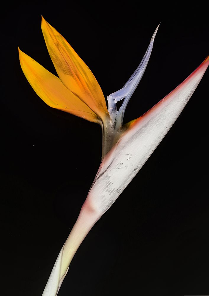 Bird of Paradise art print by Shot by Clint for $57.95 CAD