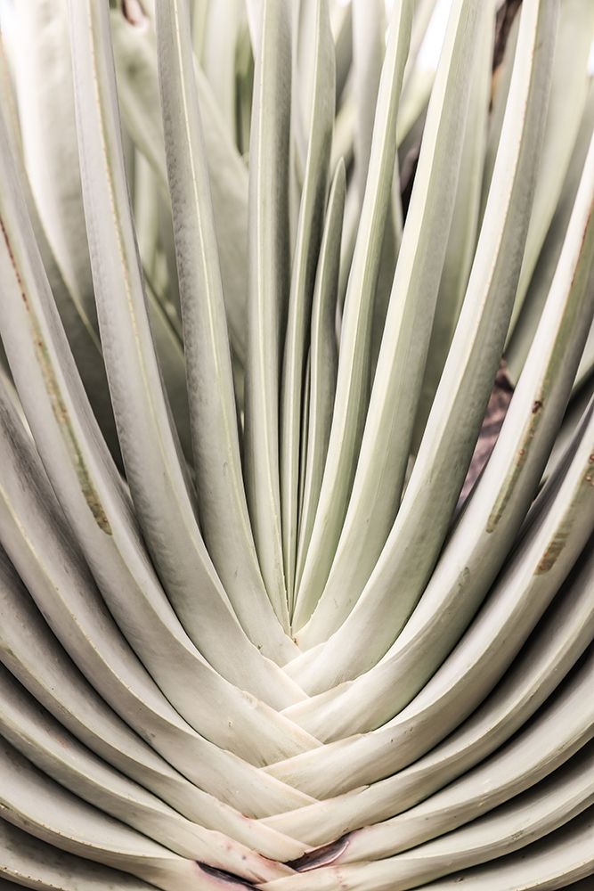 Blink Cactus art print by Shot by Clint for $57.95 CAD