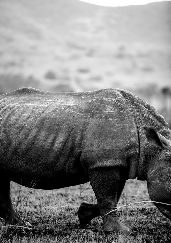 Black Rhino art print by Shot by Clint for $57.95 CAD