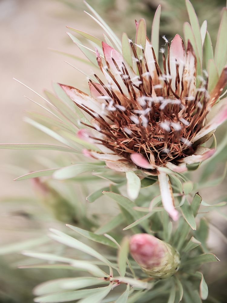 Blomma art print by Shot by Clint for $57.95 CAD