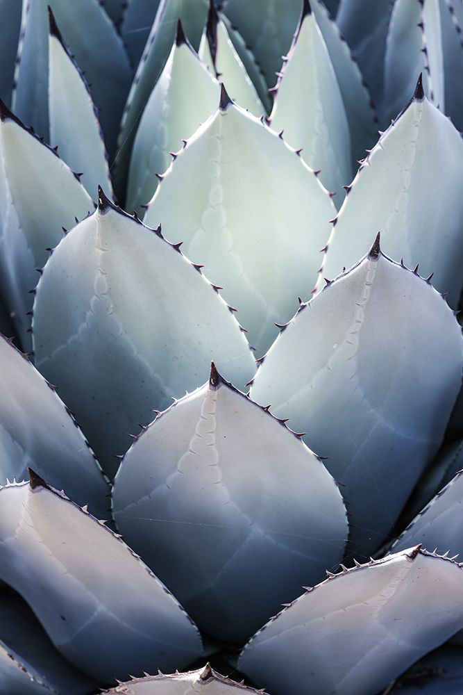 Blue Agave Side art print by Shot by Clint for $57.95 CAD