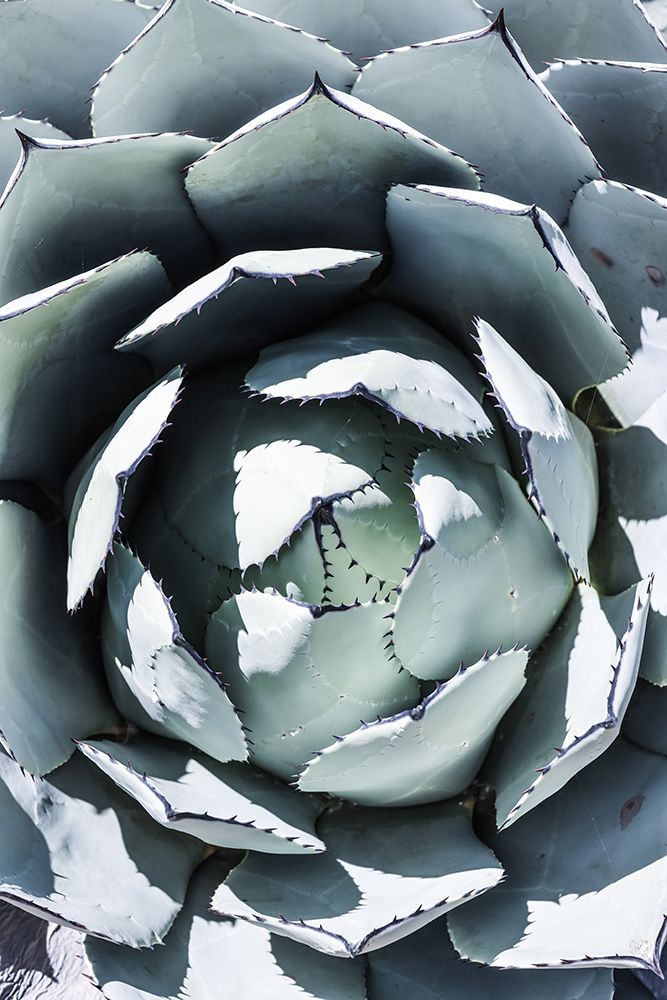 Blue Agave Top art print by Shot by Clint for $57.95 CAD