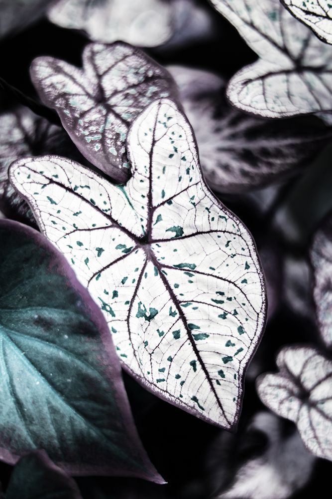 Botanical Saphire art print by Shot by Clint for $57.95 CAD