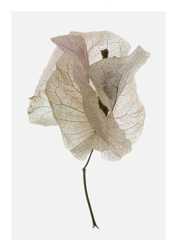 Bougainvillea Study No1 art print by Shot by Clint for $57.95 CAD