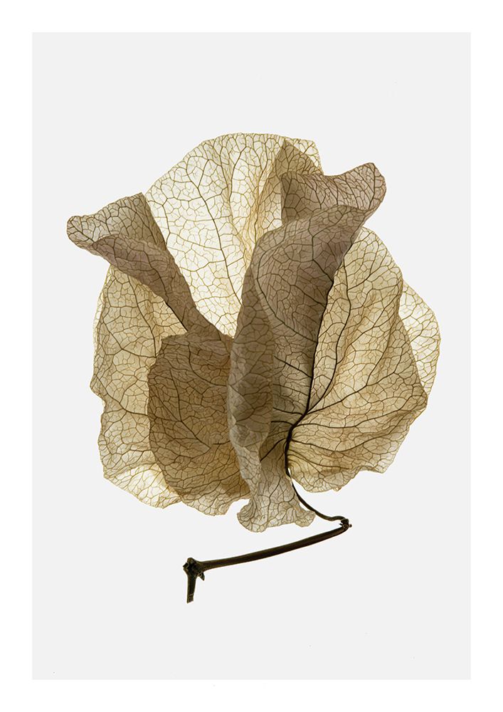 Bougainvillea Study No5 art print by Shot by Clint for $57.95 CAD