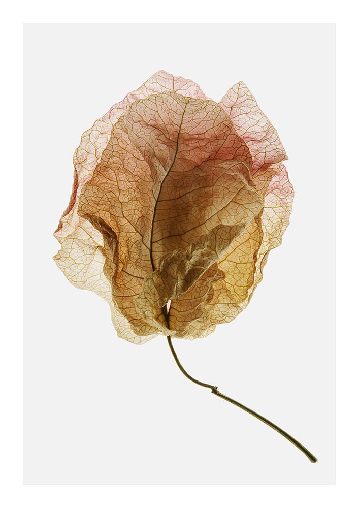 Bougainvillea Study No6 art print by Shot by Clint for $57.95 CAD