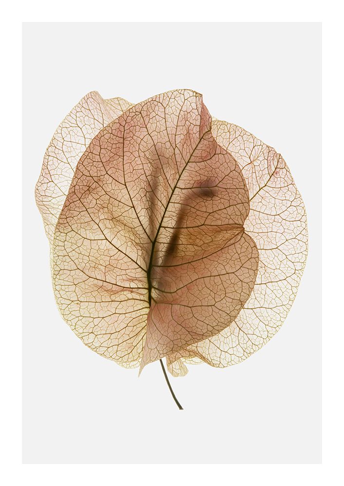 Bougainvillea Study No7 art print by Shot by Clint for $57.95 CAD