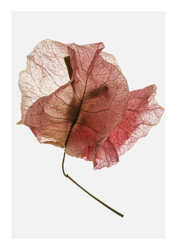 Bougainvillea Study No8 art print by Shot by Clint for $57.95 CAD