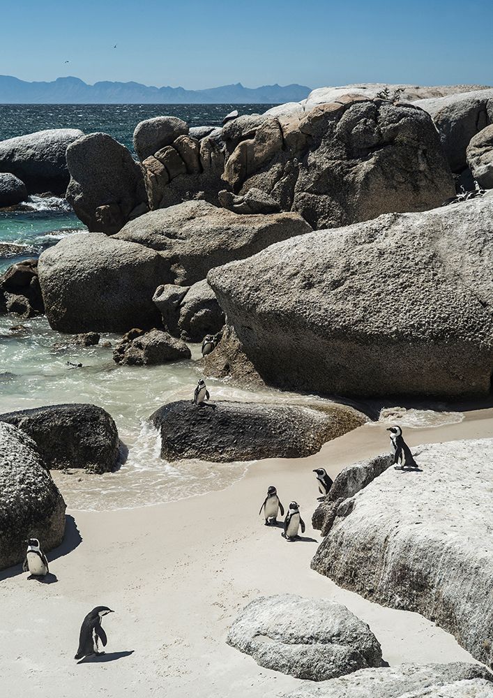 Boulders Beach art print by Shot by Clint for $57.95 CAD