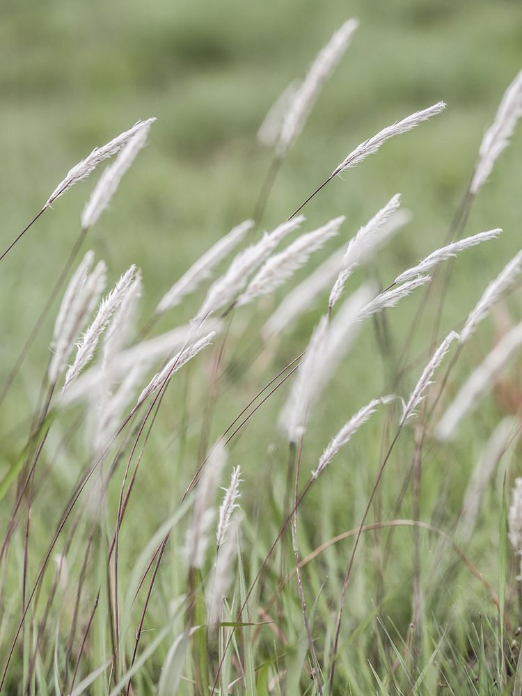 Breeze art print by Shot by Clint for $57.95 CAD