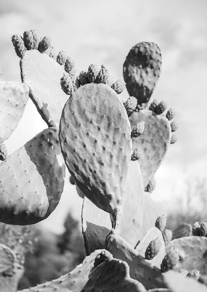 Cacti Cowboy No1 art print by Shot by Clint for $57.95 CAD