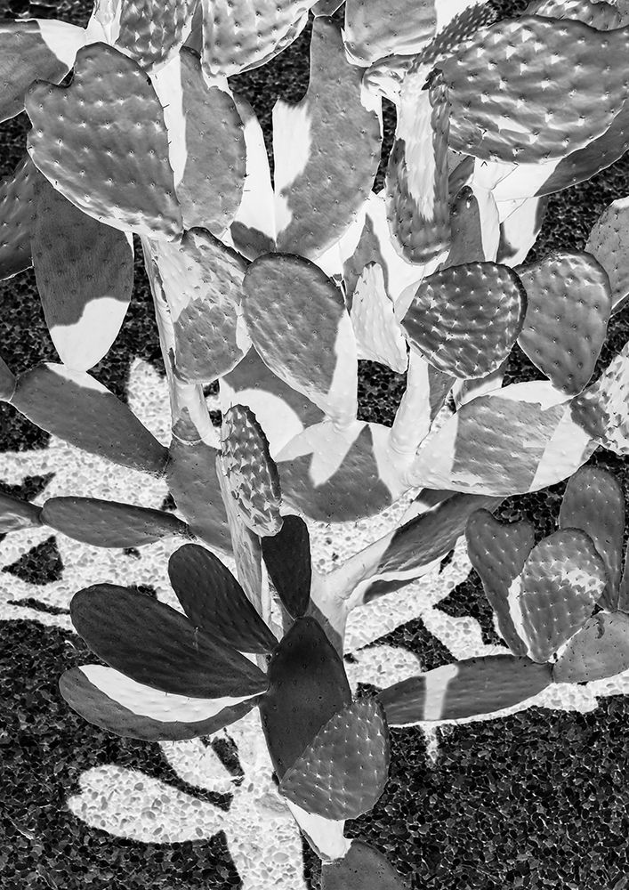 Cacti Cowboy No2 art print by Shot by Clint for $57.95 CAD