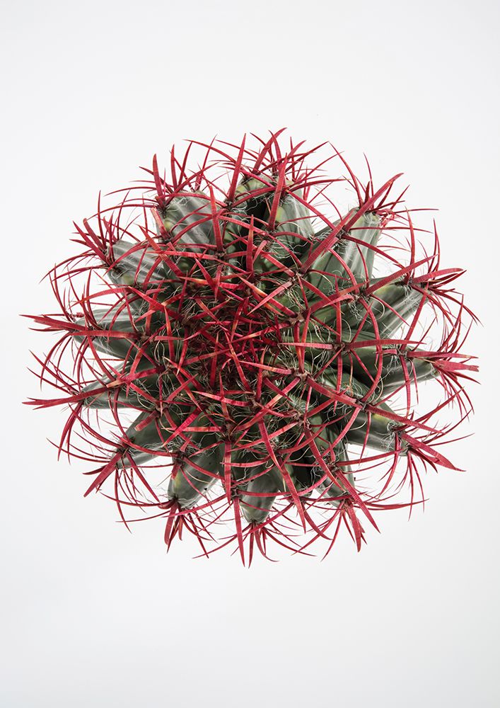 Cacti art print by Shot by Clint for $57.95 CAD