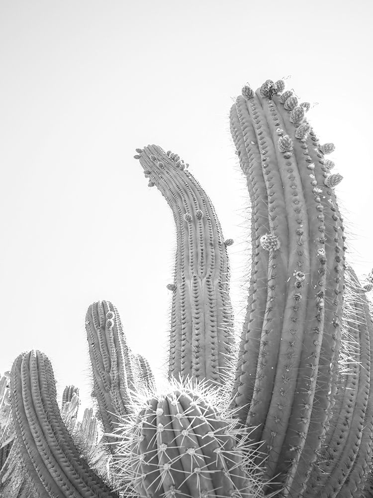 Cactus art print by Shot by Clint for $57.95 CAD