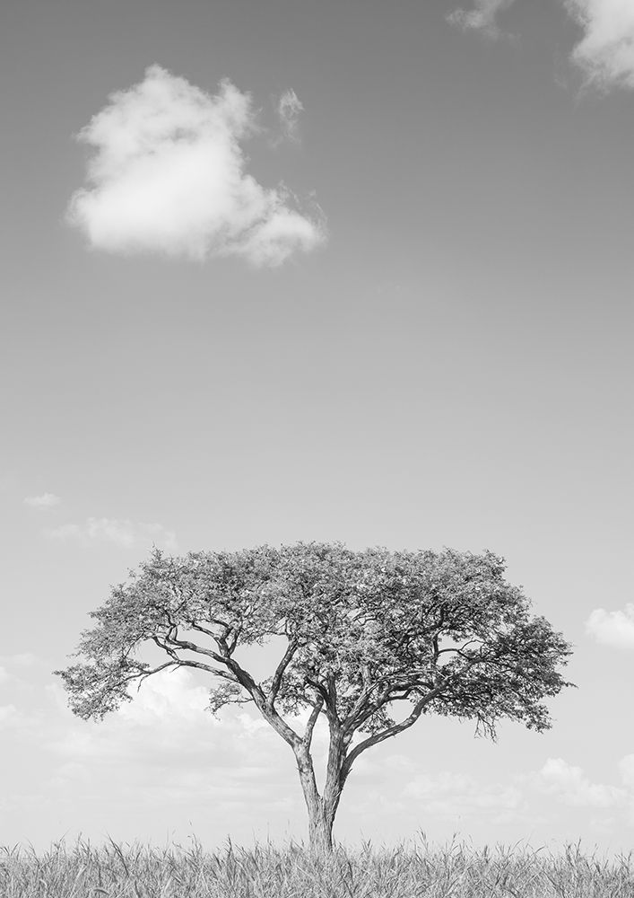 Camel Thorn art print by Shot by Clint for $57.95 CAD