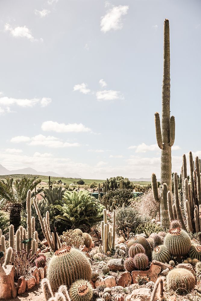 Catus Farm 02 art print by Shot by Clint for $57.95 CAD