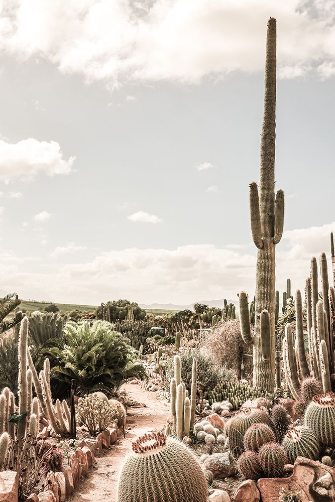 Catus Farm art print by Shot by Clint for $57.95 CAD