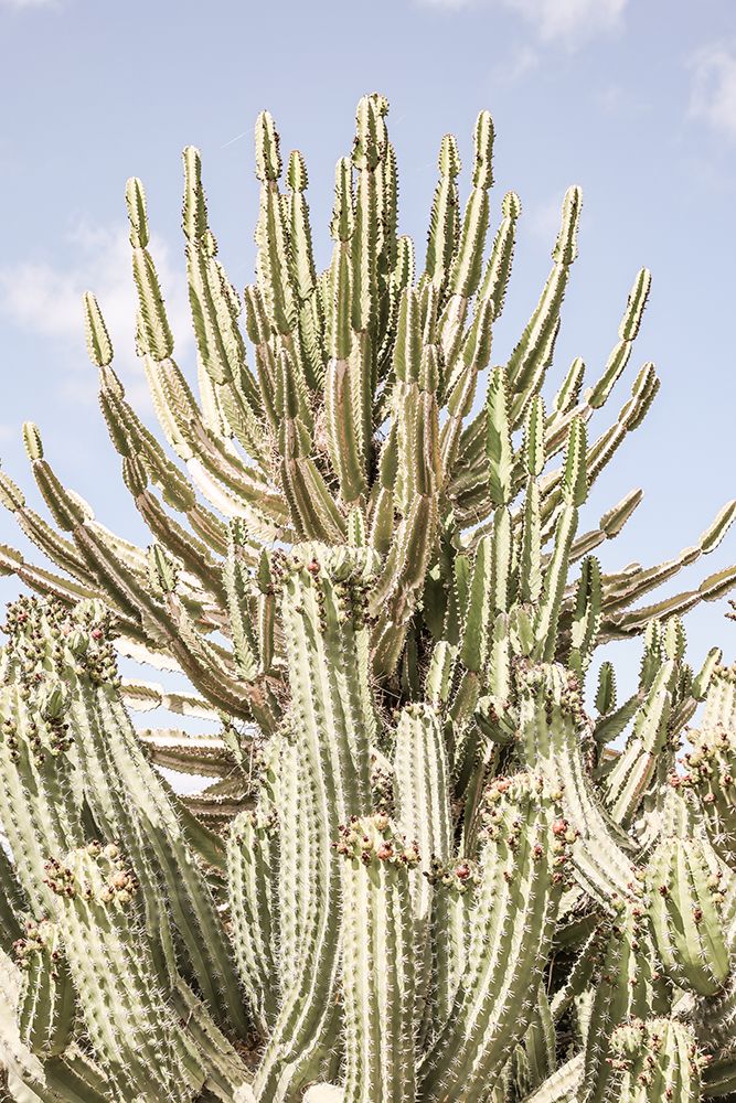Catus Forest art print by Shot by Clint for $57.95 CAD