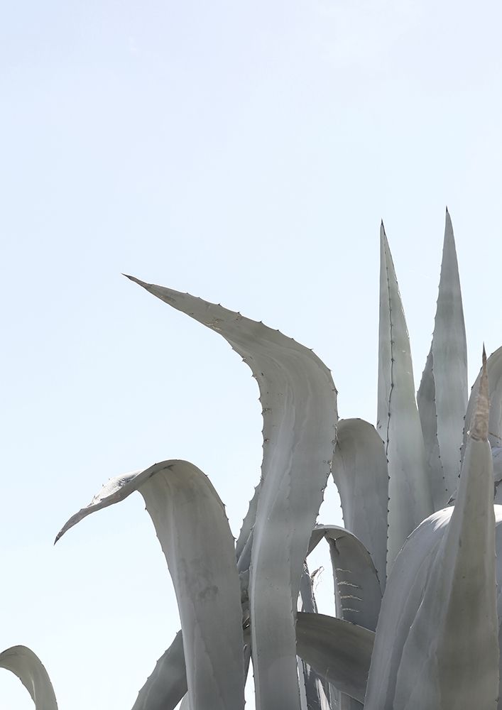 Charming Agave art print by Shot by Clint for $57.95 CAD