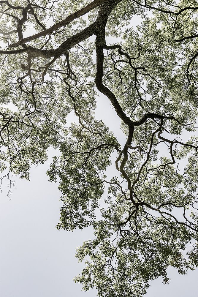 Coastal Forest art print by Shot by Clint for $57.95 CAD