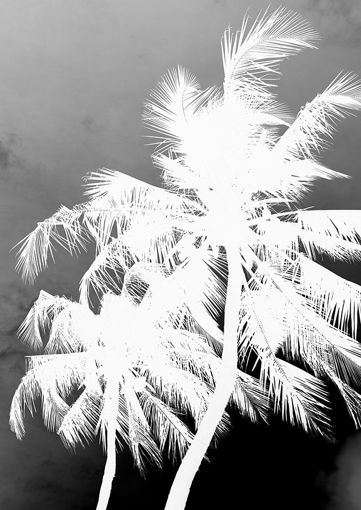 Coco Island No1 art print by Shot by Clint for $57.95 CAD