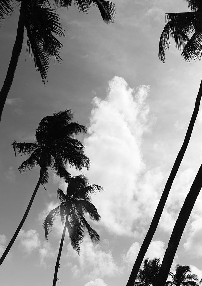 Coco Island No2 art print by Shot by Clint for $57.95 CAD