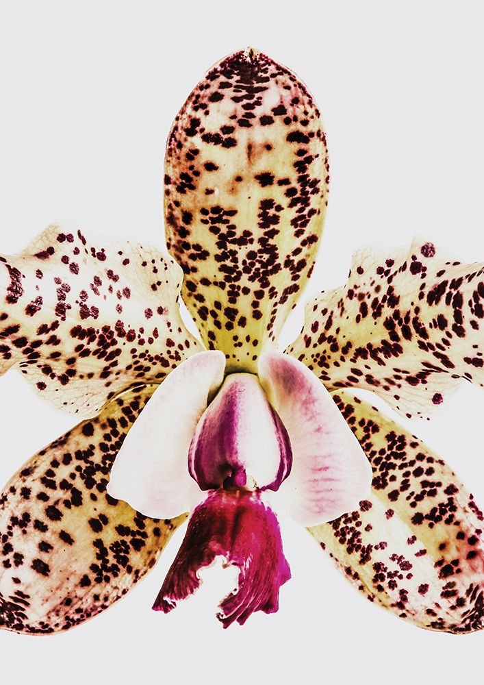 Coral Orchid art print by Shot by Clint for $57.95 CAD
