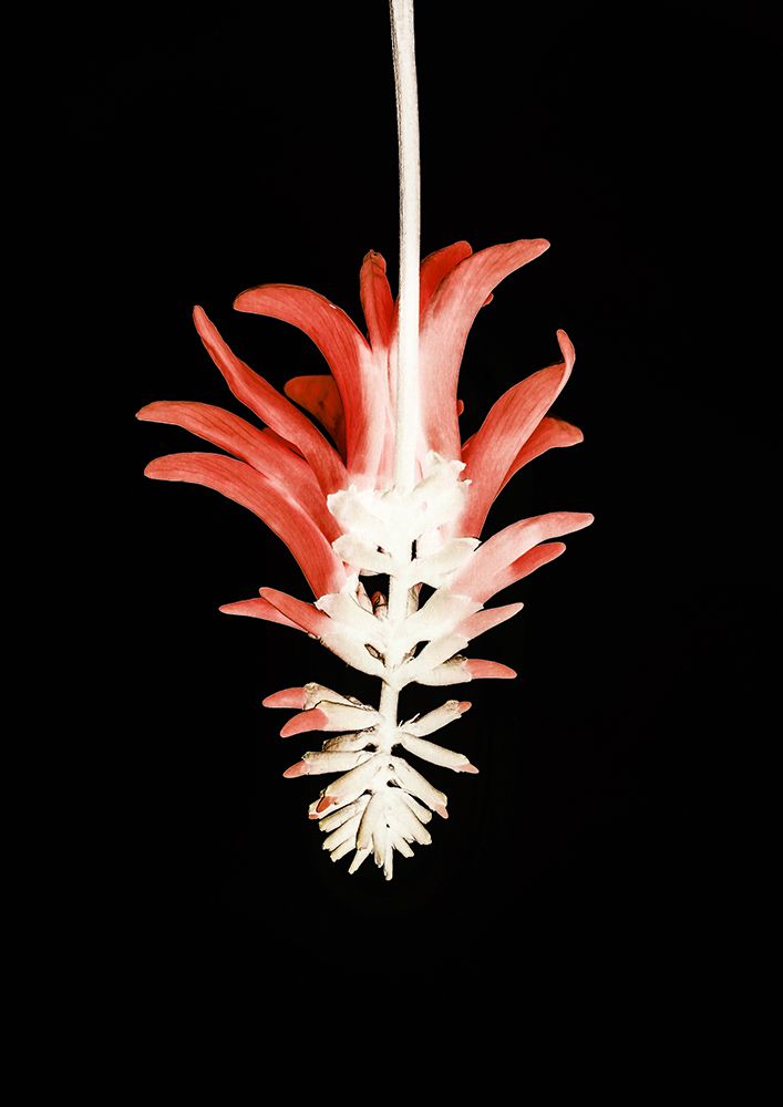 Coral Tree Flower art print by Shot by Clint for $57.95 CAD
