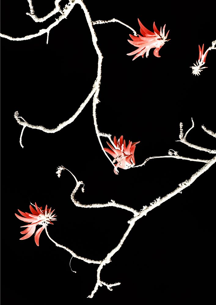 Coral Tree art print by Shot by Clint for $57.95 CAD
