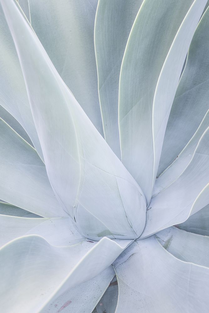 Crystal Cactus No2 art print by Shot by Clint for $57.95 CAD