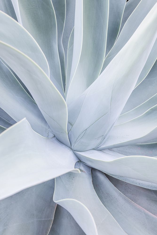 Crystal Cactus art print by Shot by Clint for $57.95 CAD