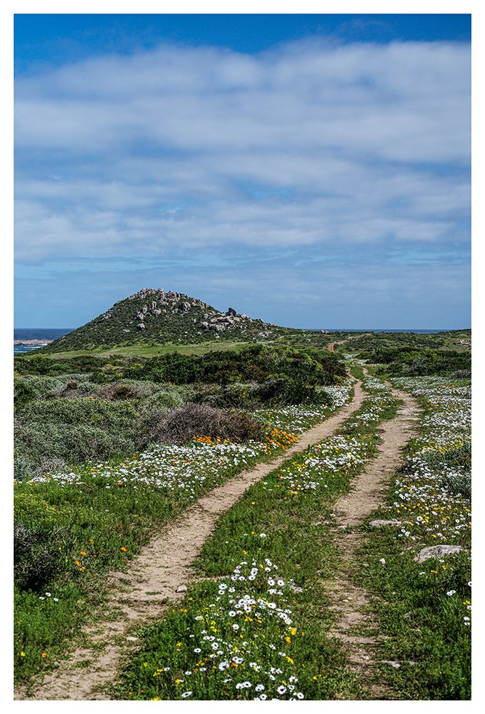 Daisy Path art print by Shot by Clint for $57.95 CAD