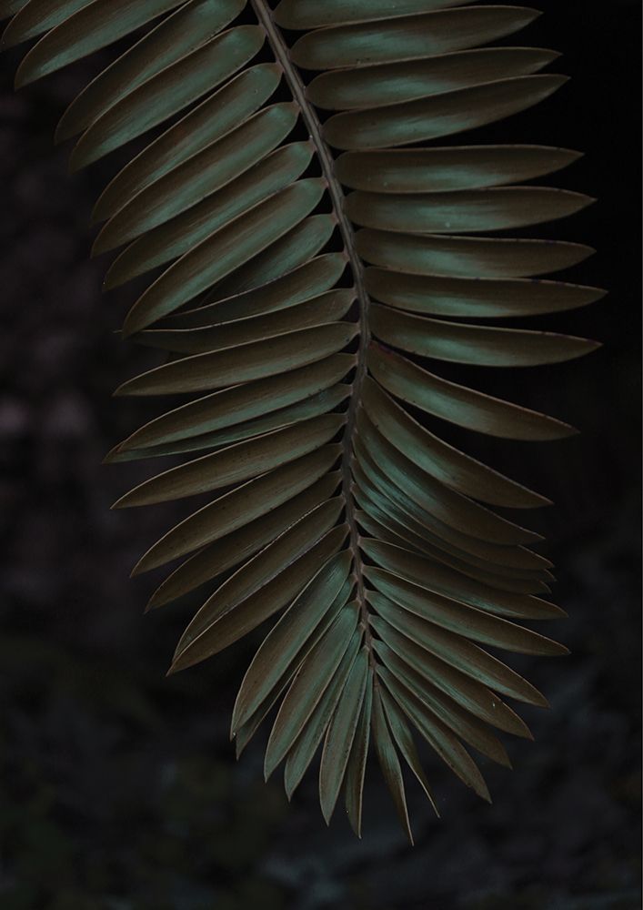 Cycad art print by Shot by Clint for $57.95 CAD
