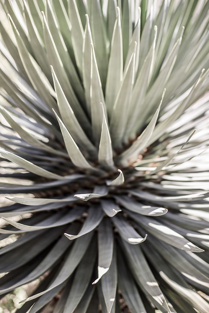 Desert Apple art print by Shot by Clint for $57.95 CAD