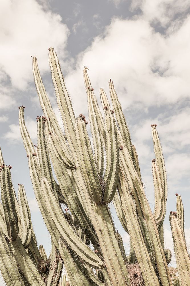 Desert Cathedral art print by Shot by Clint for $57.95 CAD