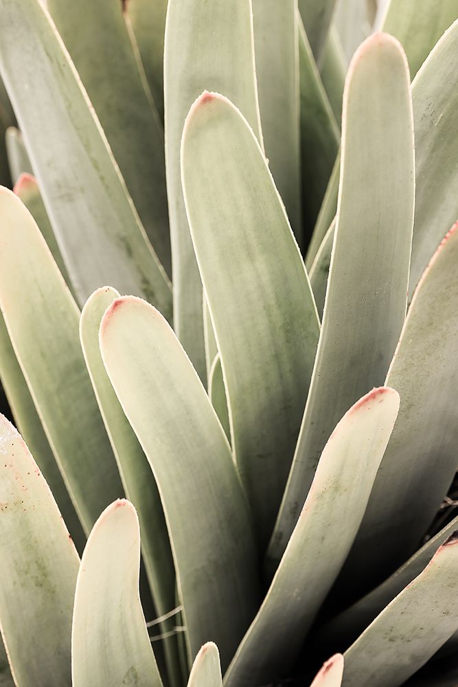 Desert Lips art print by Shot by Clint for $57.95 CAD