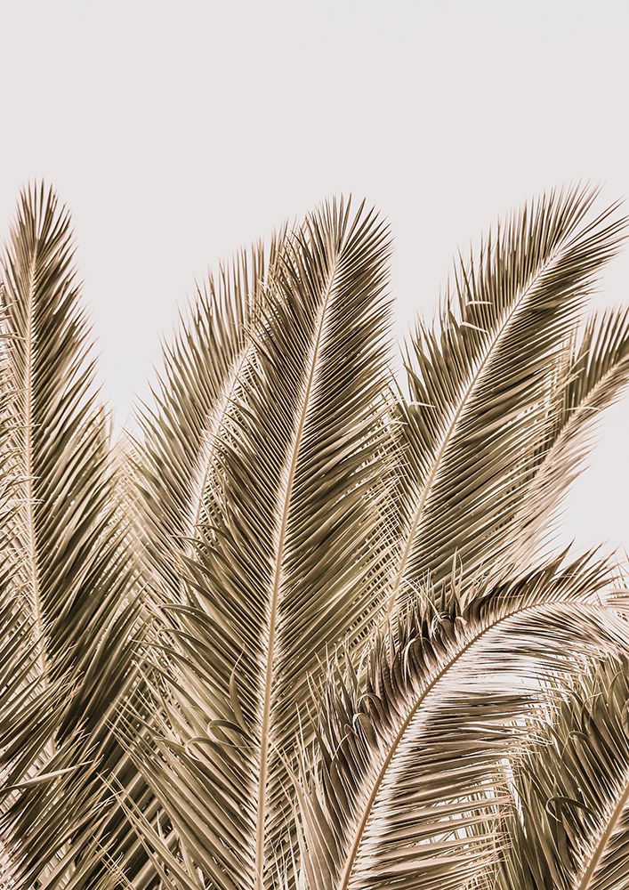 Desert Palm art print by Shot by Clint for $57.95 CAD