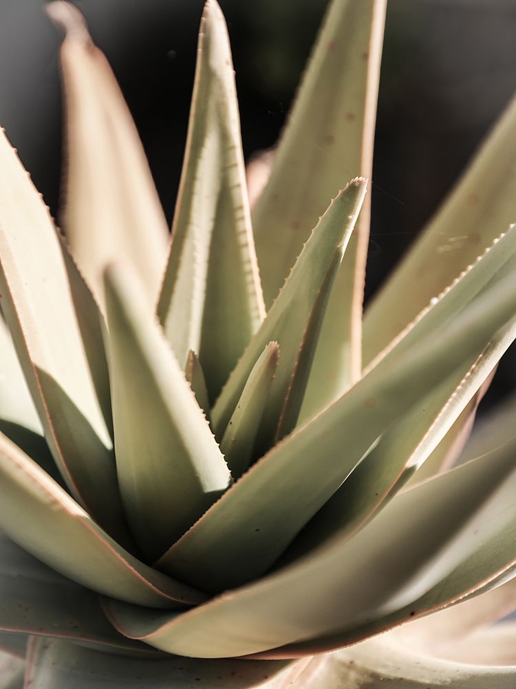 Desert Rose art print by Shot by Clint for $57.95 CAD