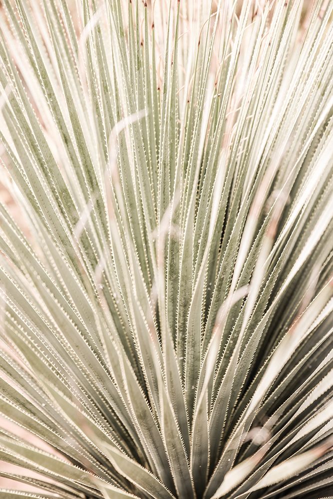 Desert Spoon art print by Shot by Clint for $57.95 CAD