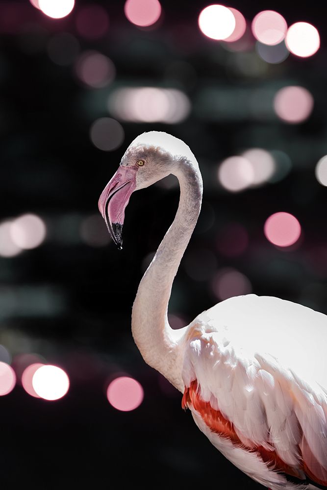 Disco Flamingo art print by Shot by Clint for $57.95 CAD