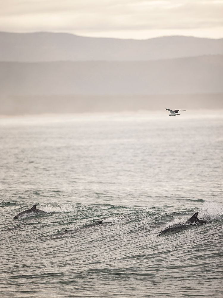 Dolphin art print by Shot by Clint for $57.95 CAD