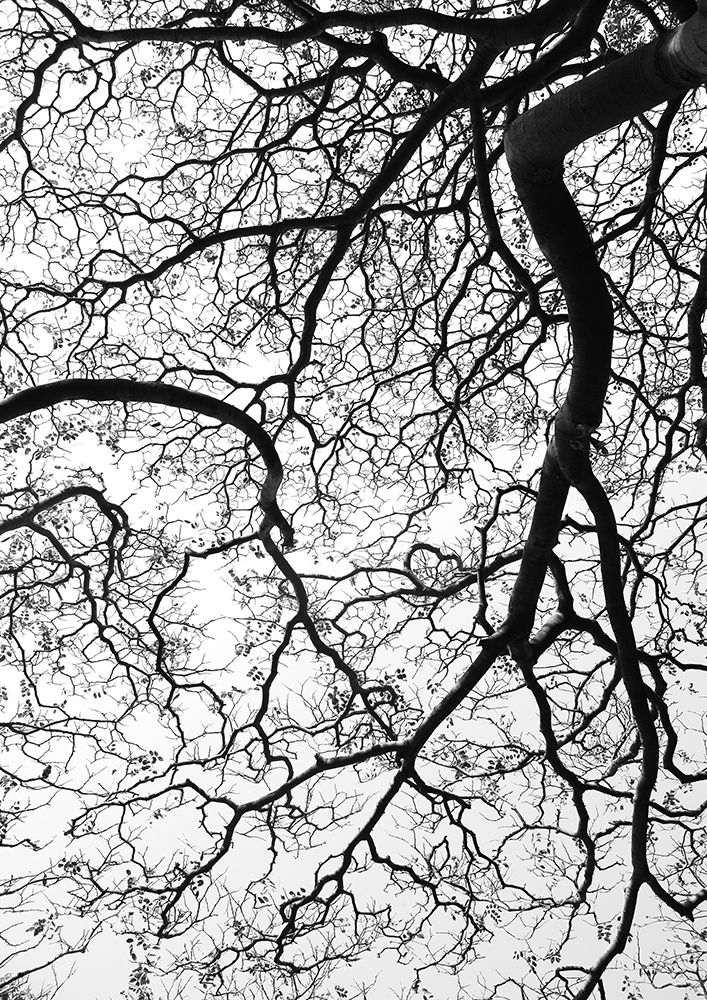 Durban Forest art print by Shot by Clint for $57.95 CAD
