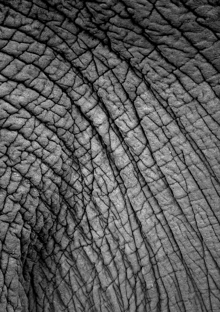 Elephant Study No2 art print by Shot by Clint for $57.95 CAD