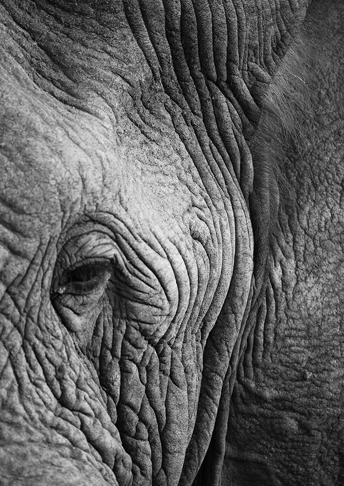Elephant Study art print by Shot by Clint for $57.95 CAD