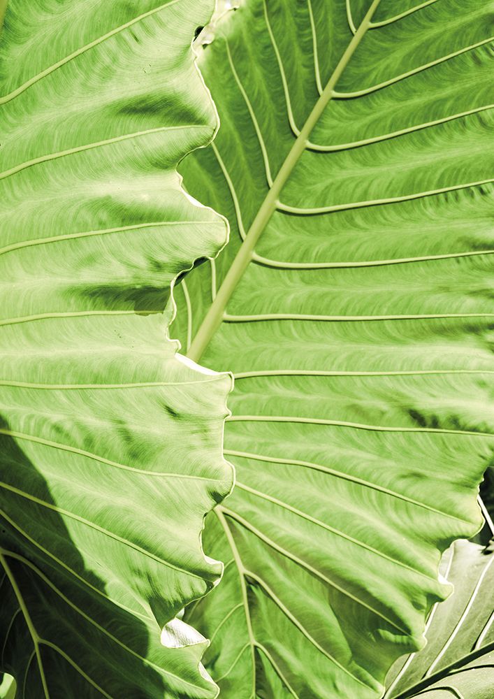 Elephants Ears art print by Shot by Clint for $57.95 CAD